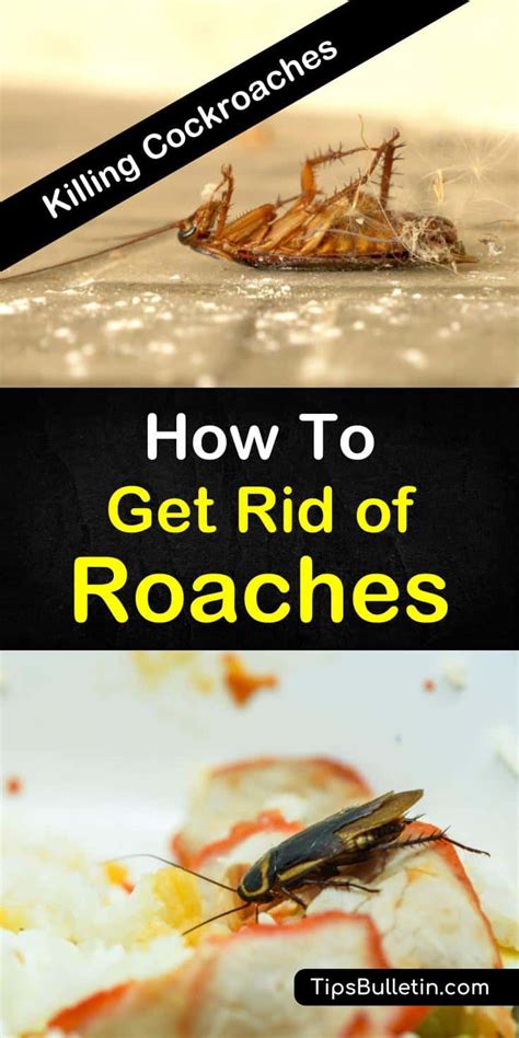 How to get rid of roaches quickly and safely .